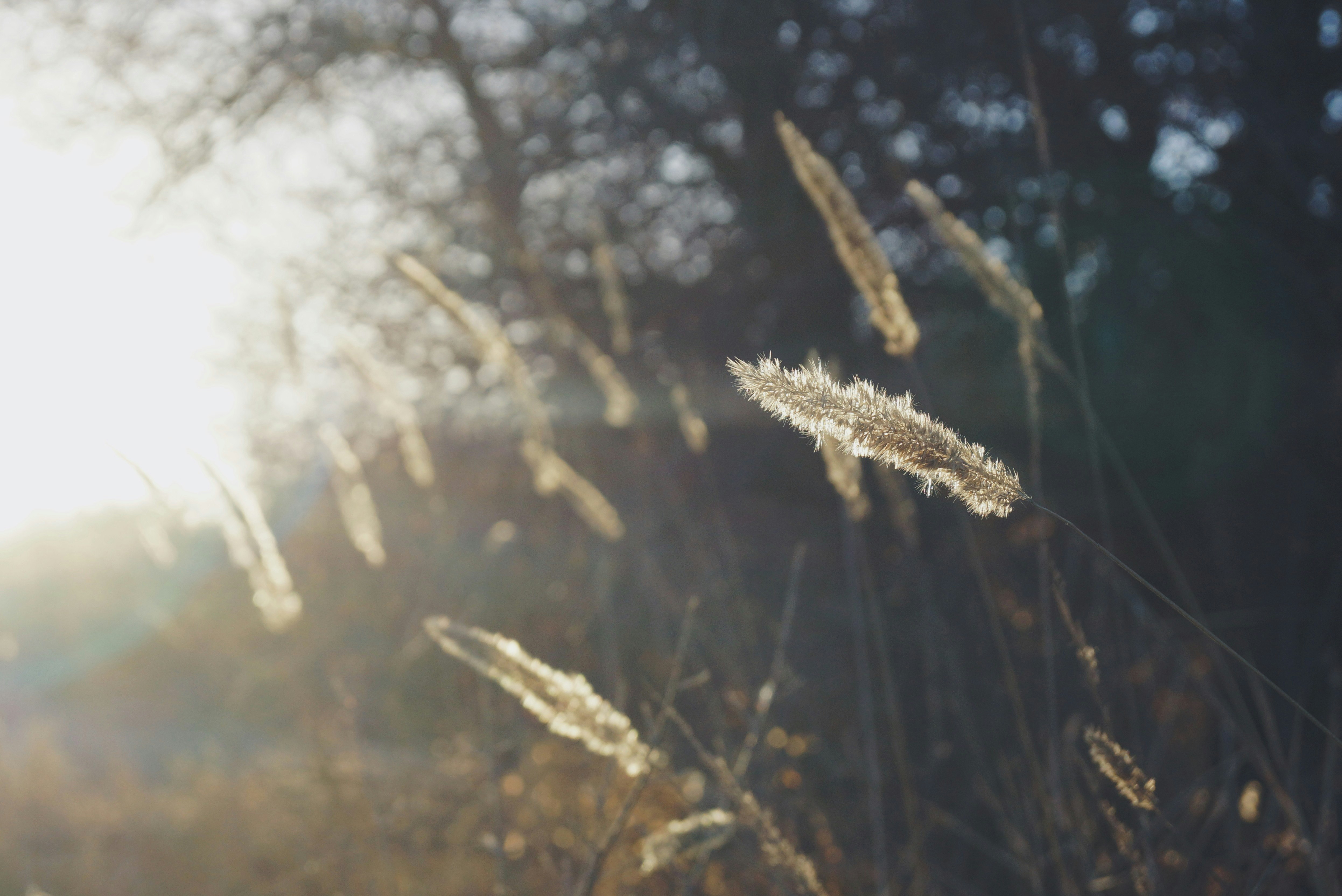 silhouette photo of plant